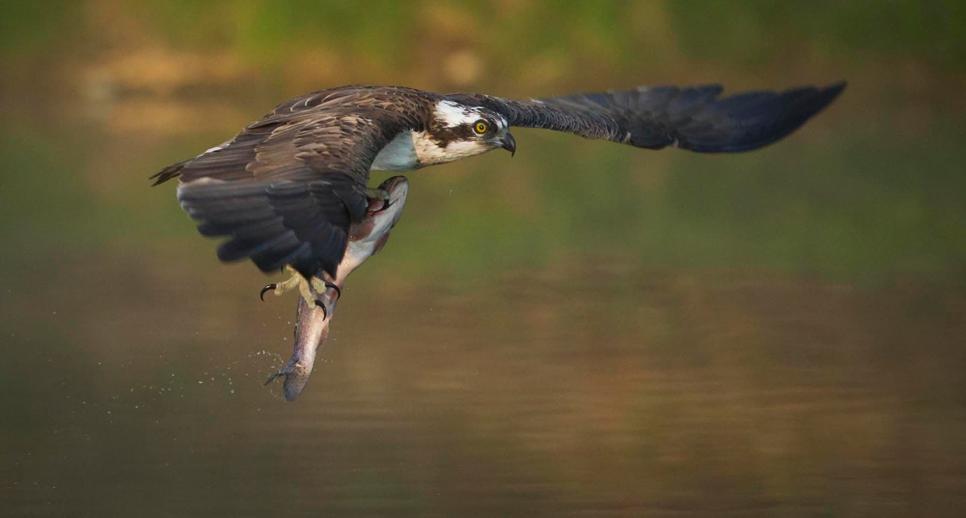 Osprey flying